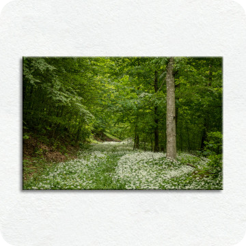Leinwand-Bilder | Leinwandbild Frühlingswald