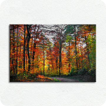 Leinwand-Bilder | Leinwandbild Herbstwald