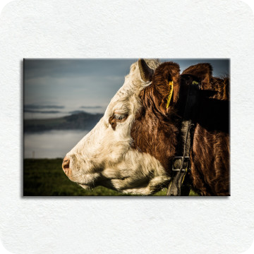 Leinwand-Bilder | Leinwandbild Kuh