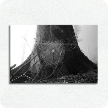 Leinwand-Bilder | Leinwandbild Spinnennetz im Wald