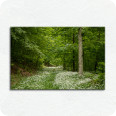 Leinwandbild Frühlingswald - Bild 1