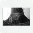 Leinwandbild Spinnennetz im Wald - Bild 1