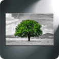 Leinwandbild grüner Baum - Bild 3