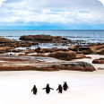 Leinwandbild penguin bay - Bild 3