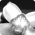 Leinwandbild white orchid - Bild 3