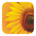 Rutsch-Stop | Anti Rutsch Sticker Sonnenblume