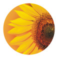 Rutsch-Stop | Anti Rutsch Sticker Sonnenblume