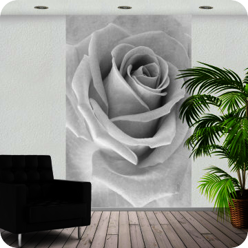 Bild zu Fotoprint weisse Rose