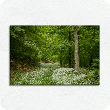 Bild zu Leinwandbild Frühlingswald