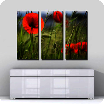 Bild zu Leinwandbild Mohnblumen
