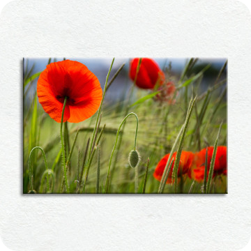 Bild zu Leinwandbild Mohnblumen