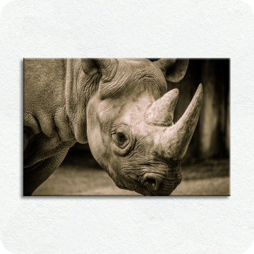 Bild zu Leinwandbild Nashorn im Zürizoo