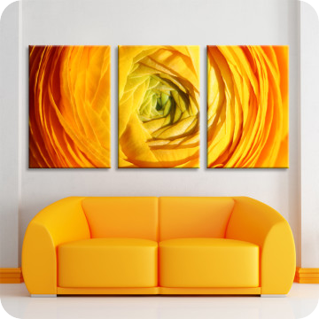 Bild zu Leinwandbild Ranunculus