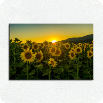 Leinwand-Bilder | Leinwandbild Sonnenblumen