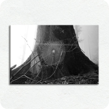 Bild zu Leinwandbild Spinnennetz im Wald