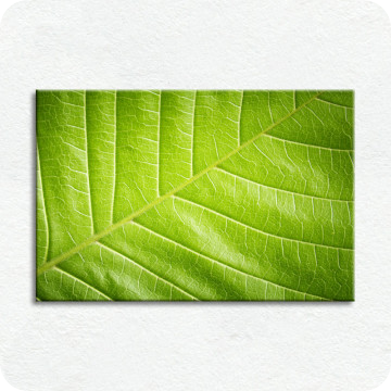 Bild zu Leinwandbild green closeup