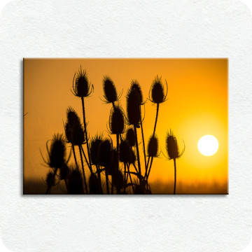 Bild zu Leinwandbild wilde Karde