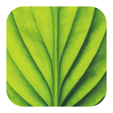 Bild zu Anti Rutsch Sticker Macro Leaf