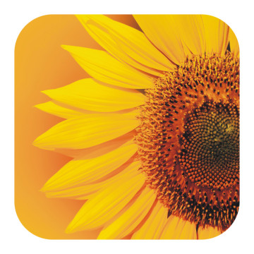 Bild zu Anti Rutsch Sticker Sonnenblume