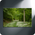 Leinwandbild Frühlingswald - Bild 3