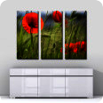 Leinwand-Bilder | Leinwandbild Mohnblumen