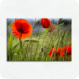 Leinwandbild Mohnblumen - Bild 1