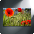 Leinwandbild Mohnblumen - Bild 3