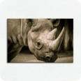 Leinwandbild Nashorn im Zürizoo - Bild 1