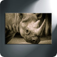 Leinwandbild Nashorn im Zürizoo - Bild 3