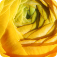 Leinwandbild Ranunculus - Bild 3