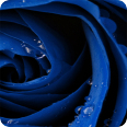 Leinwandbild blue rose - Bild 3