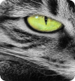 Leinwandbild cateyes - Bild 3