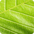 Leinwandbild green closeup - Bild 3