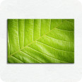 Leinwand-Bilder | Leinwandbild green closeup