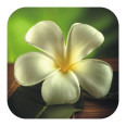 Anti Rutsch Sticker Frangipani - Bild 1