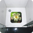 Anti Rutsch Sticker Frangipani - Bild 2