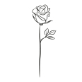 Wandtattoo Rose - Bild 3