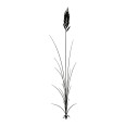 Wandtattoo Schilfgras - Bild 3
