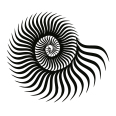 Wandtattoo Ammonit - Bild 3